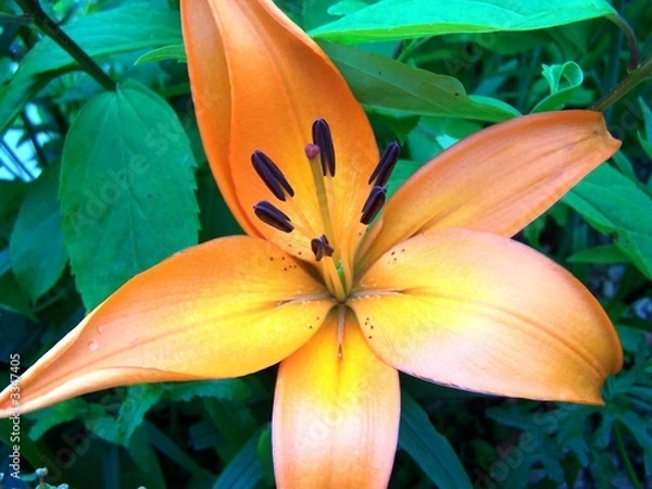 Obraz tiger lilly
