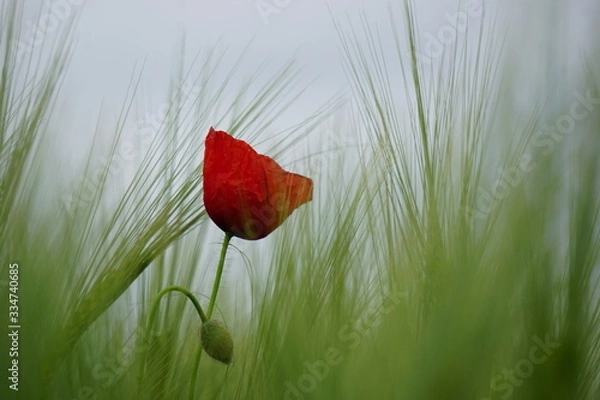 Obraz Poppy