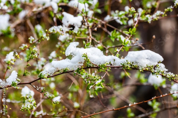 Obraz Jasmine buds in the snow