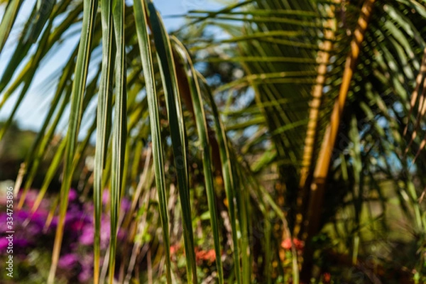 Fototapeta palm leaves