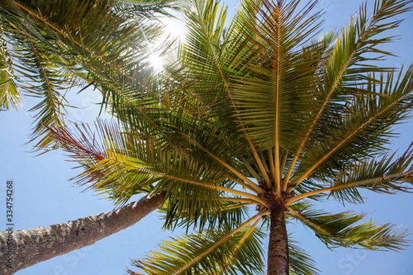 Fototapeta palm tree on background of blue sky