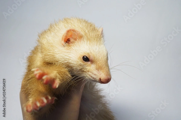 Obraz Cute ferret