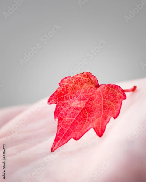 Fototapeta Feuille de vigne rouge dans une main