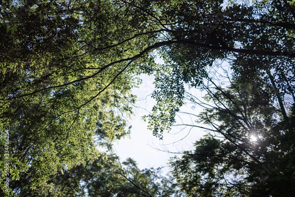 Obraz Tree forming a heart in the sky