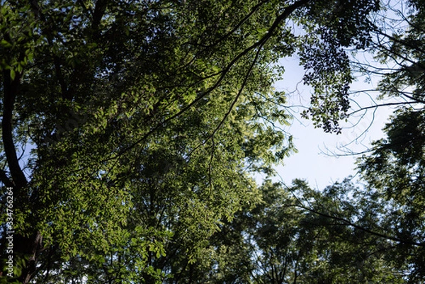Obraz Tree branches and leaves forming a heart