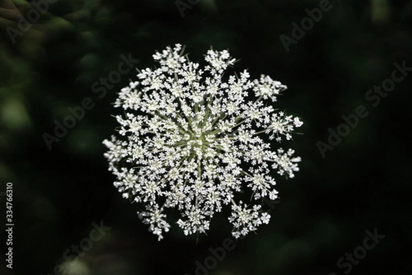 Obraz Close up of a wildflower in nature