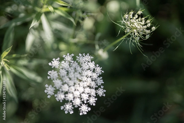 Obraz Close up of hemlock in nature
