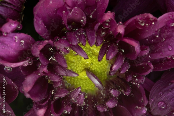 Fototapeta Flower macro