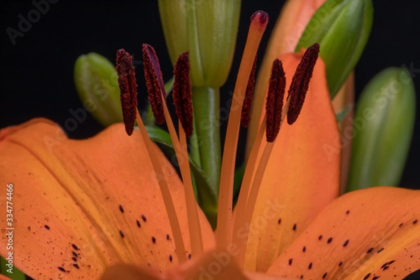 Fototapeta Flower macro