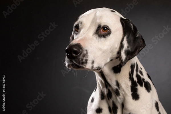 Fototapeta Dalmatien