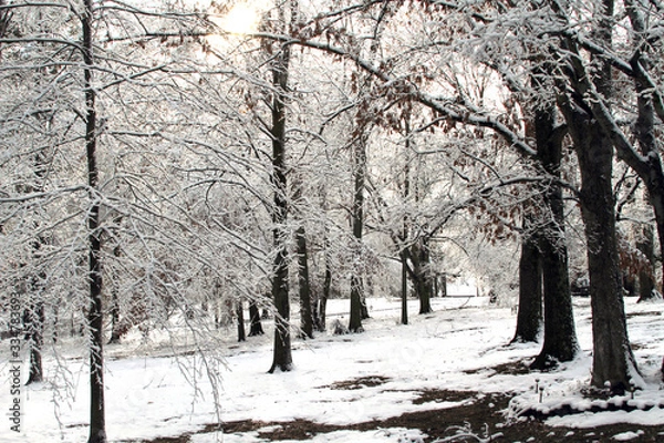 Obraz Snow Path in the Woods