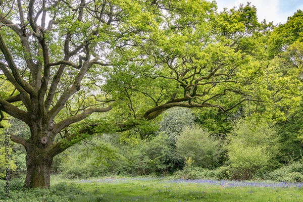 Obraz An old Oak tree in Staffhurst Woods near Oxted Surrey