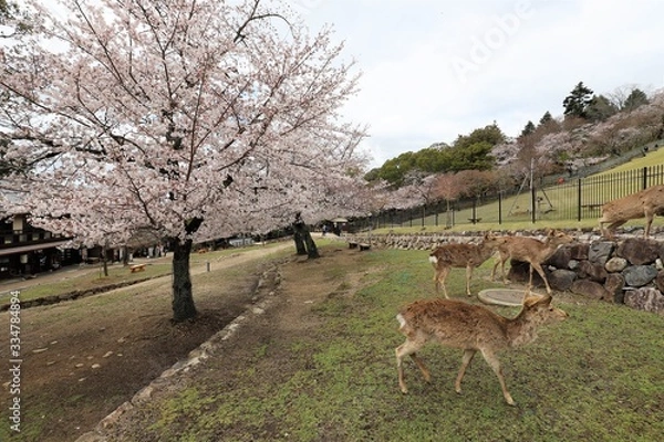 Fototapeta 奈良公園　鹿と桜