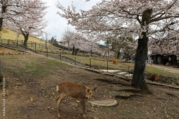 Fototapeta 奈良公園　鹿と桜