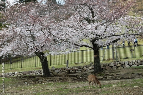 Fototapeta 奈良公園　鹿と桜