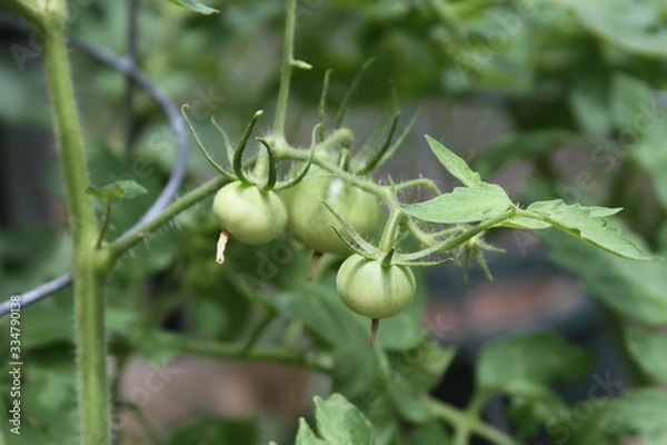 Obraz Tomatoes on the vine