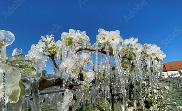 Obraz winter in garden