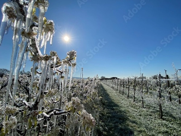 Obraz winter in garden