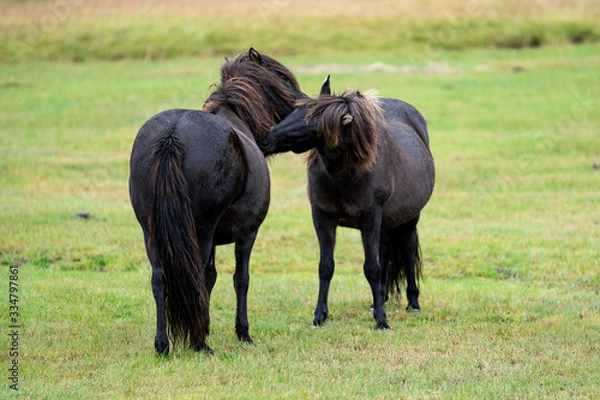 Obraz Horses in Iceland, Golden Circle