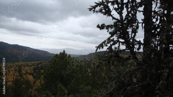 Obraz tree in mountains