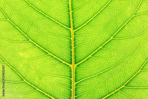 Fototapeta Natural green leaf background with light behind for graphic design.