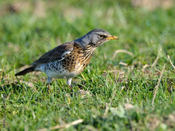 Fototapeta Wacholderdrossel