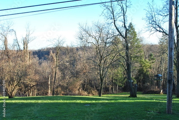 Obraz Trees on Sunny Day