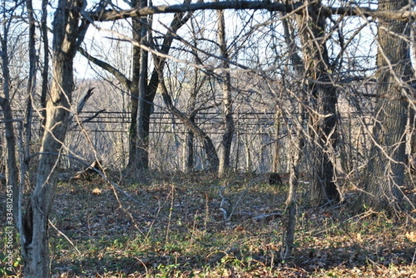 Fototapeta Dead Woods