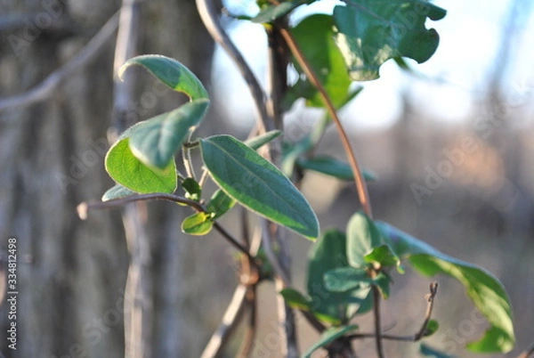 Obraz Delicate Leaves