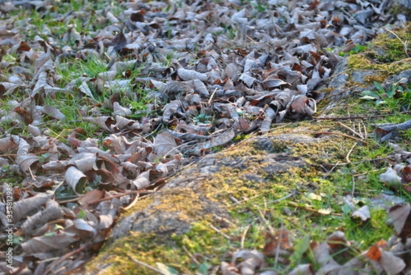 Obraz Crunchy Leaves