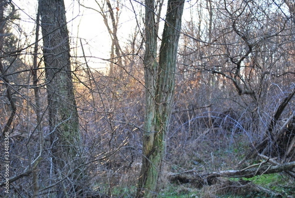 Obraz Purple Hued Sunset