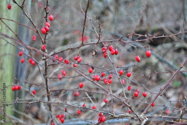 Obraz Snow Berries