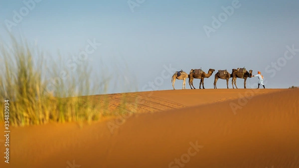 Fototapeta Camels caravan in the dessert of Sahara with beautiful dunes in background. Morocco