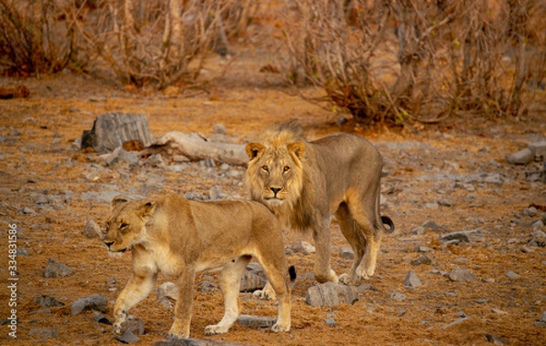 Obraz African Lion Pair