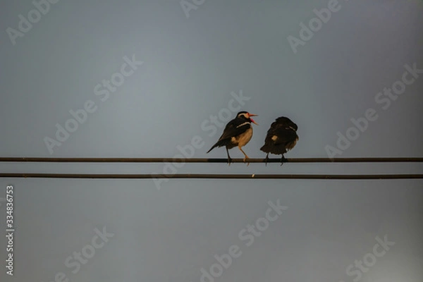 Obraz Two birds on a wire