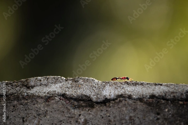 Obraz Ant on rock