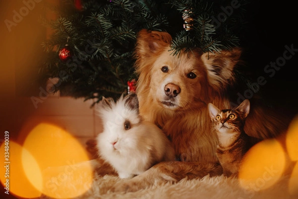 Obraz group of pets posing under a christmas tree indoors