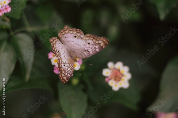 Obraz butterfly on flower