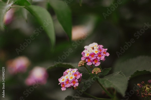 Fototapeta pink and white wildflowers 