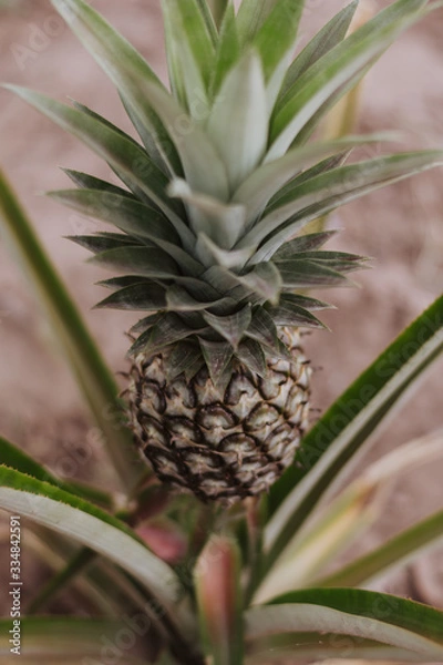 Fototapeta pineapple plant in the garden