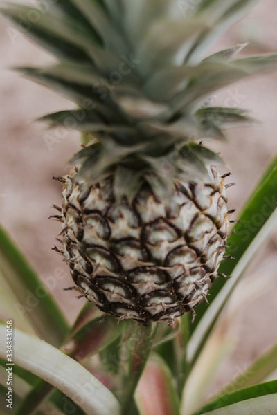 Fototapeta pineapple in the garden