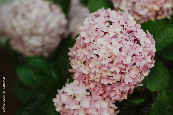 Obraz pink hydrangea flowers