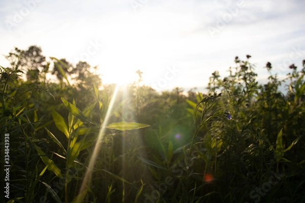 Fototapeta sonnenblume