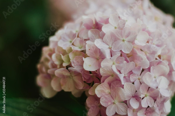 Fototapeta macro of a pink hydrangea flower