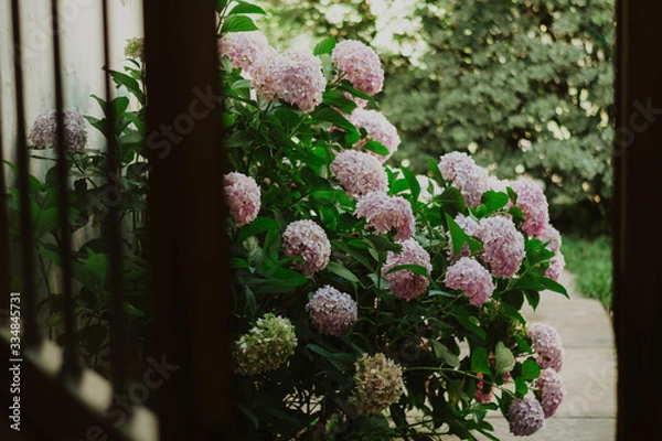Fototapeta hydrangea bush in a garden