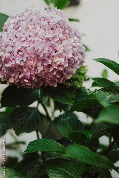 Fototapeta pink hydrangea flowers