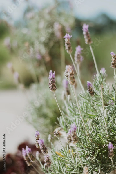 Obraz bee on lavender flower