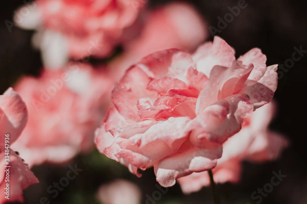 Obraz pink rose close up