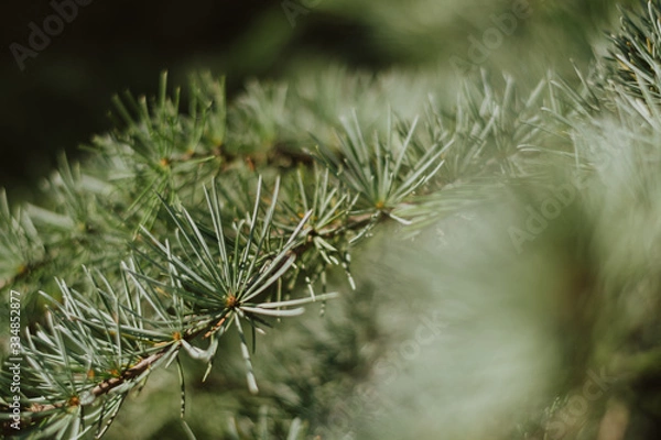 Fototapeta closeup of a green pine tree branch
