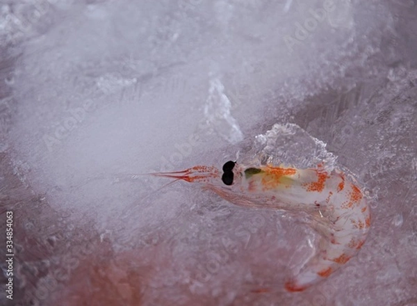 Obraz Krill , Antartica 